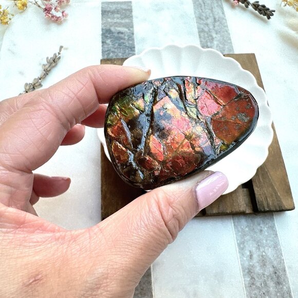 Gorgeous Ammolite Specimen | Canadian Ammolite Specimen - Picture 1 of 5